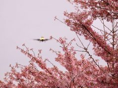 ავიაგადაყვანებზე გლობალური მოთხოვნა 2050 წლისთვის გაორმაგდება