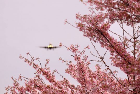 ავიაგადაყვანებზე გლობალური მოთხოვნა 2050 წლისთვის გაორმაგდება